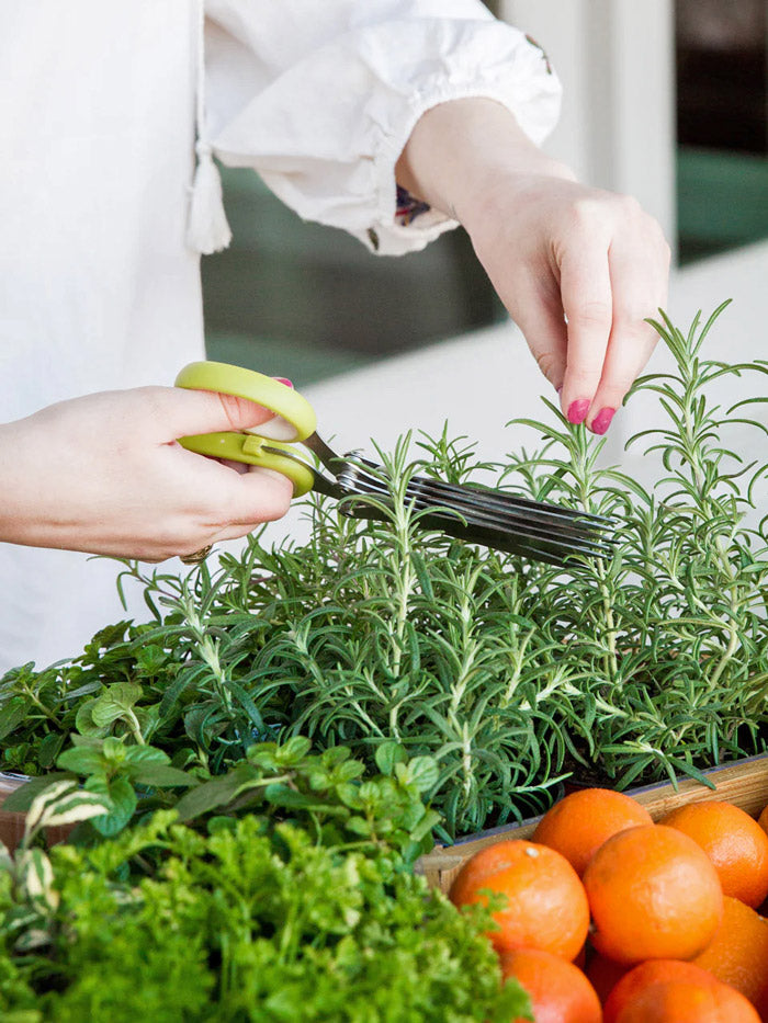 Kitchen Herb Plant Collection