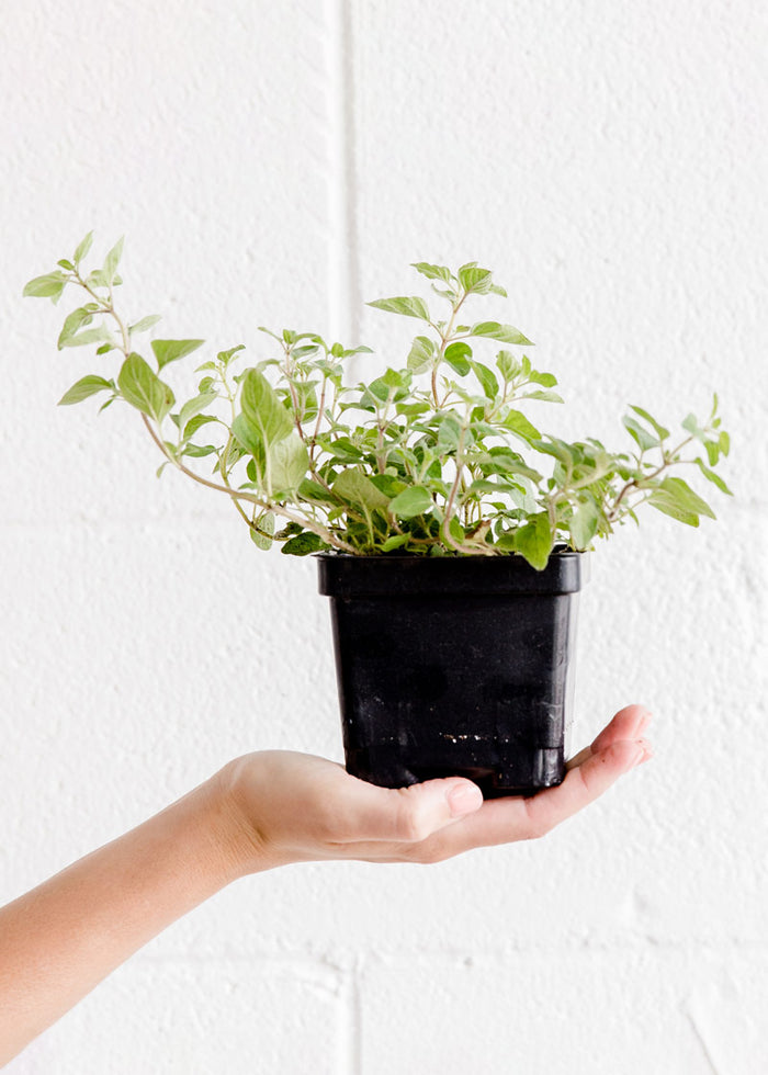 Kitchen Herb Plant Collection