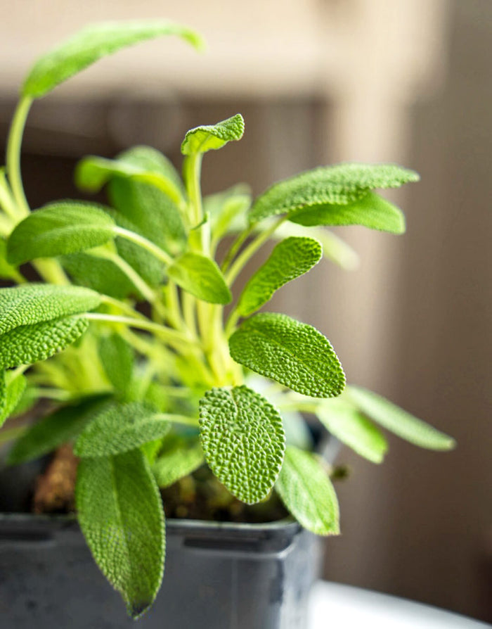 Kitchen Herb Plant Collection