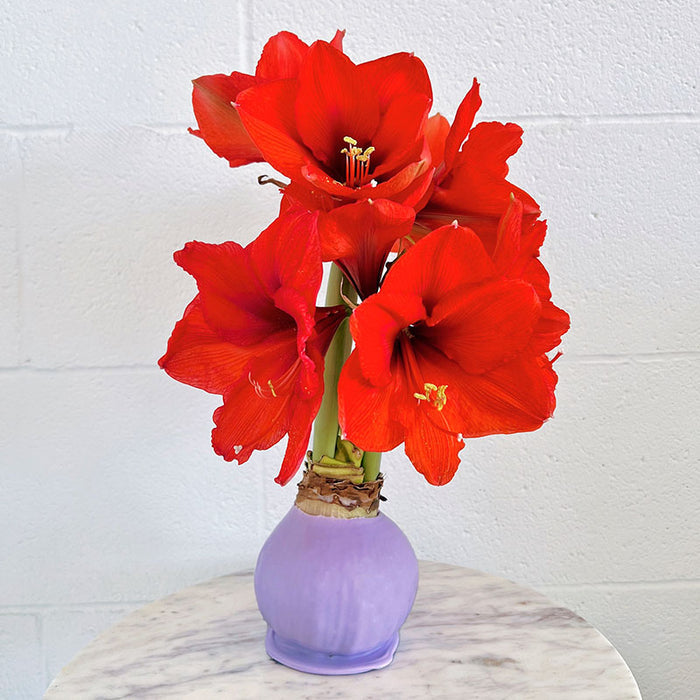 Lilac Waxed Amaryllis Bulb with Sovereign Bloom