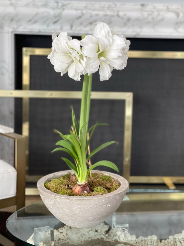 Loews Hotels - Bowl of White Alfresco Blooms