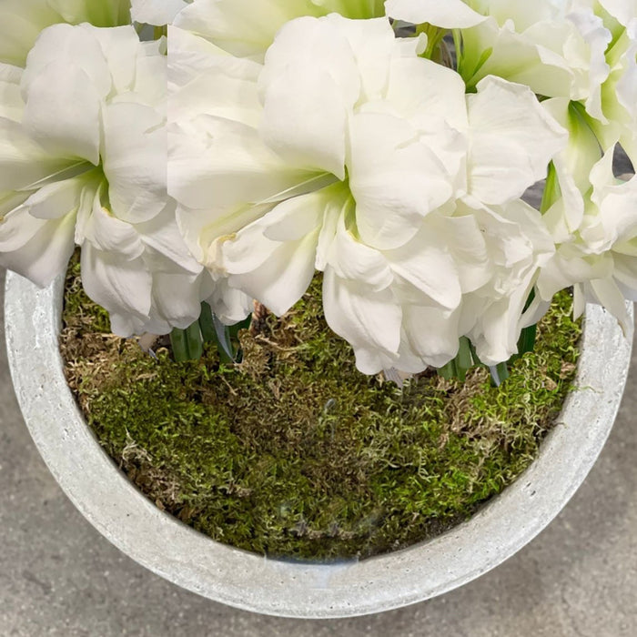Loews Hotels - Bowl of White Alfresco Blooms