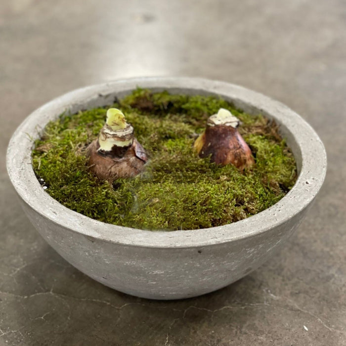 Loews Hotels - Bowl of White Alfresco Blooms