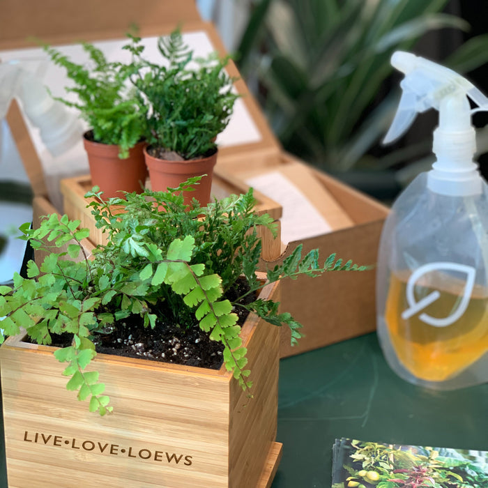 Loews Hotels - Fern Desktop Garden‎ in Custom Bamboo Planter