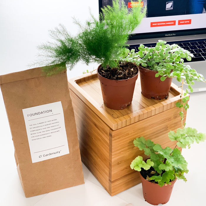 Loews Hotels - Fern Desktop Garden‎ in Custom Bamboo Planter