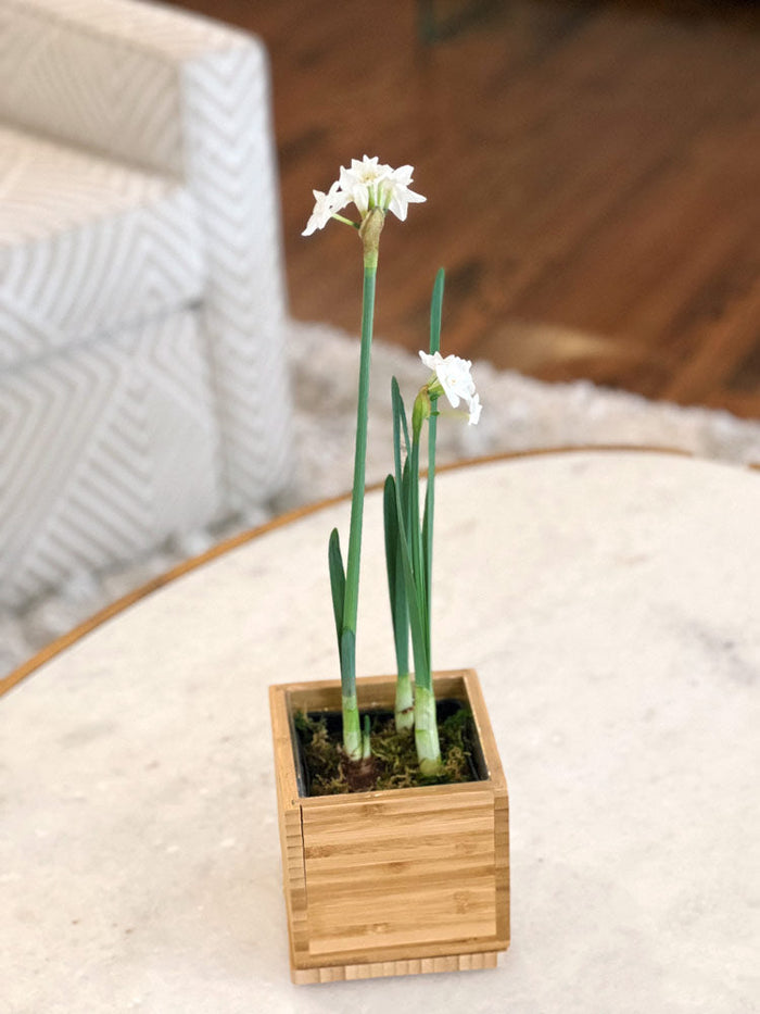 Loews Hotels - Paperwhite Desktop Garden in Custom Bamboo Planter