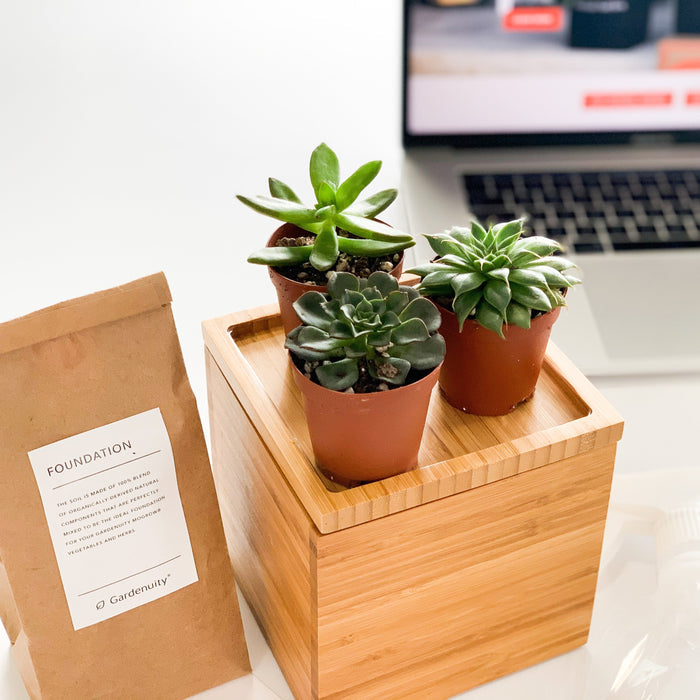 Loews Hotels - Succulent Desktop Garden in Custom Bamboo Planter