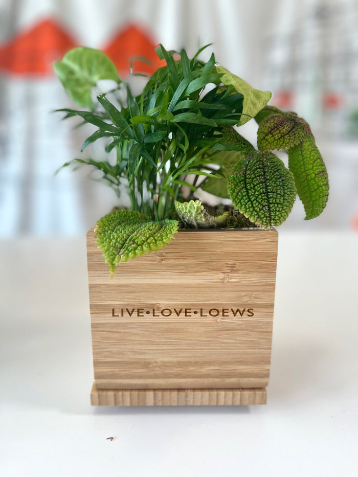 Loews Hotels - Tropical Desktop Garden in Custom Bamboo Planter