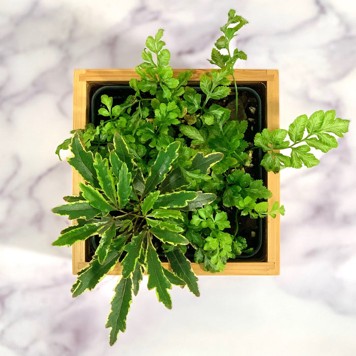 Loews Hotels - Tropical Desktop Garden in Custom Bamboo Planter