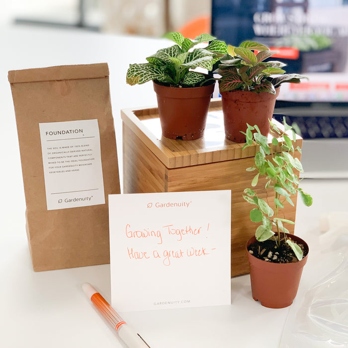 Loews Hotels - Tropical Desktop Garden in Custom Bamboo Planter