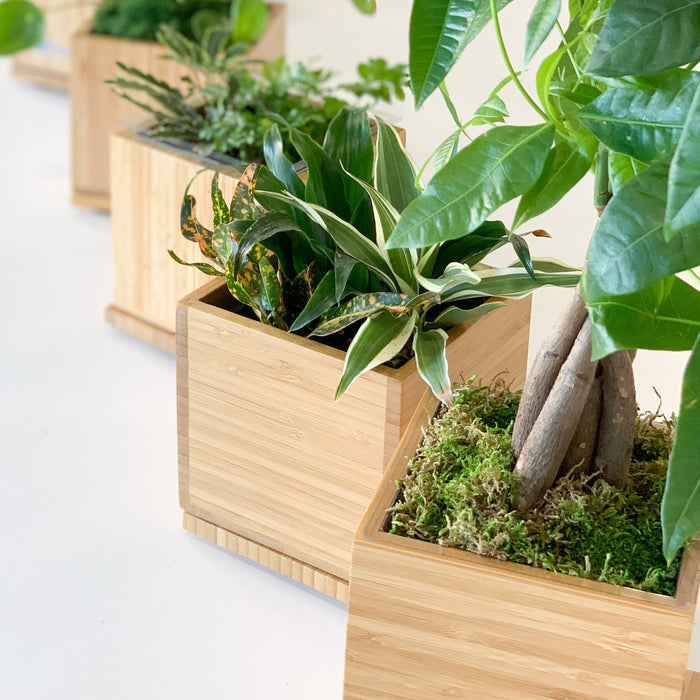 Loews Hotels - Tropical Desktop Garden in Custom Bamboo Planter