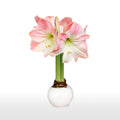 Loews Hotels - White Waxed Amaryllis Bulb‎ with Appleblossom Blooms
