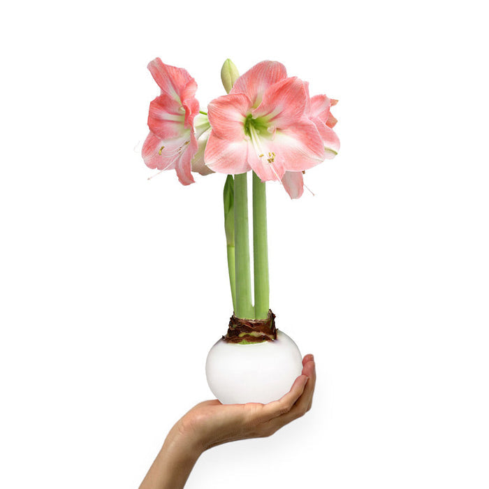 Loews Hotels - White Waxed Amaryllis Bulb‎ with Appleblossom Blooms