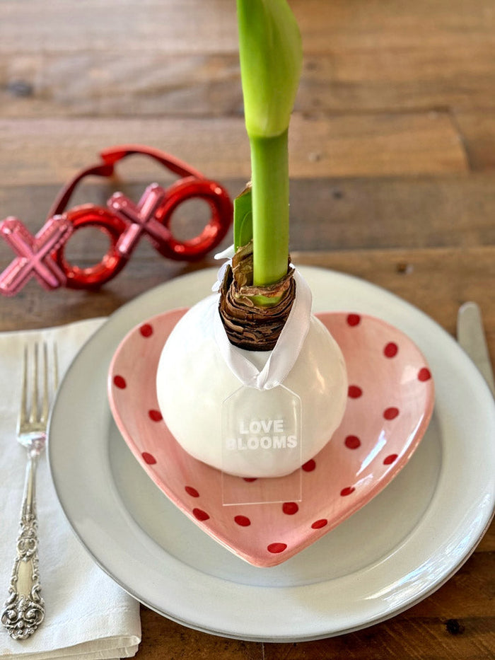 Loews Hotels - White Waxed Amaryllis Bulb‎ with Appleblossom Blooms