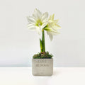Love Blooms Amaryllis Desktop Plant