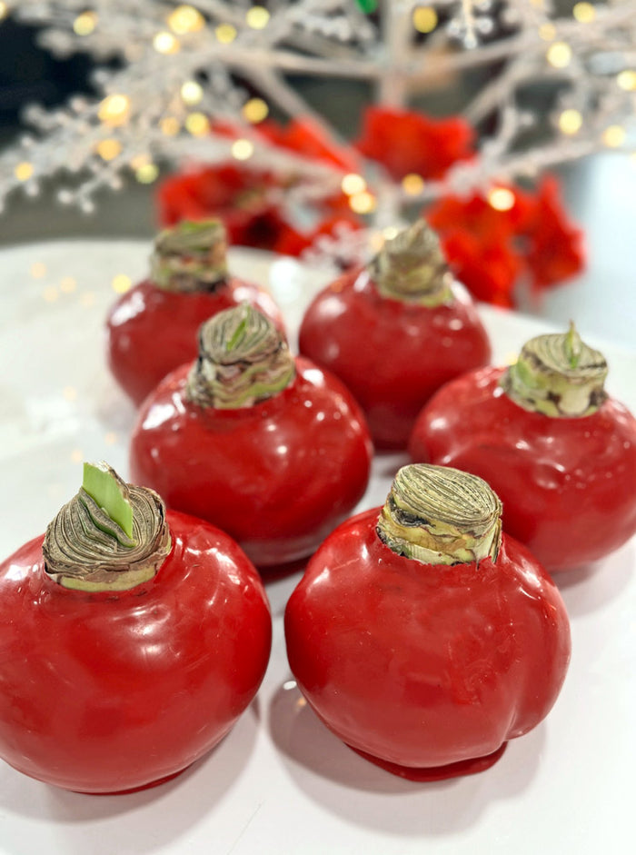 Lucky Waxed Red Lion Amaryllis Bulb‎ with bold red blooms