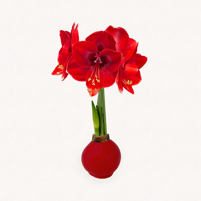 Lucky Waxed Red Lion Amaryllis Bulb‎ with bold red blooms
