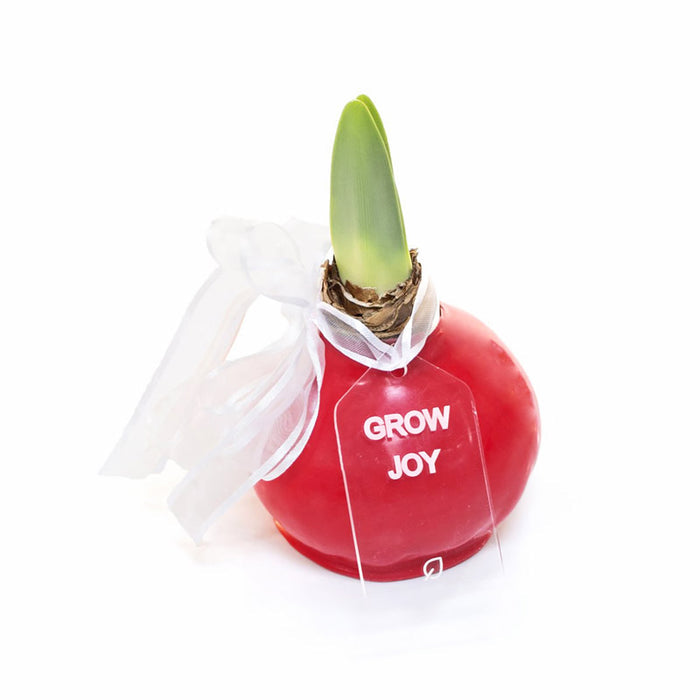 Lucky Waxed Red Lion Amaryllis Bulb‎ with bold red blooms