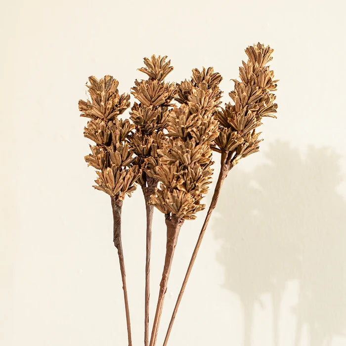 Malar sesame seed brown Set of 5