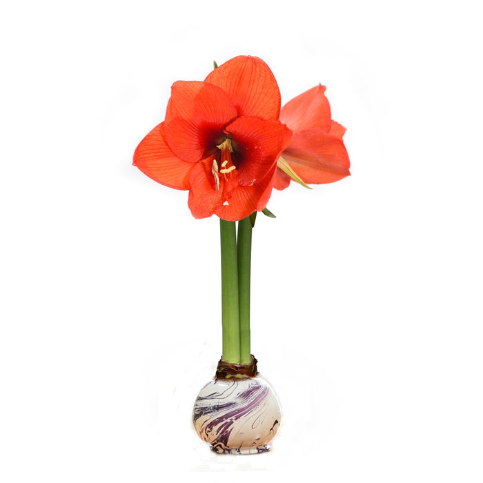 Marbled Lilac Swirl Waxed Amaryllis Bulb with sovereign blooms
