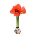 Marbled Lilac Swirl Waxed Amaryllis Bulb with sovereign blooms