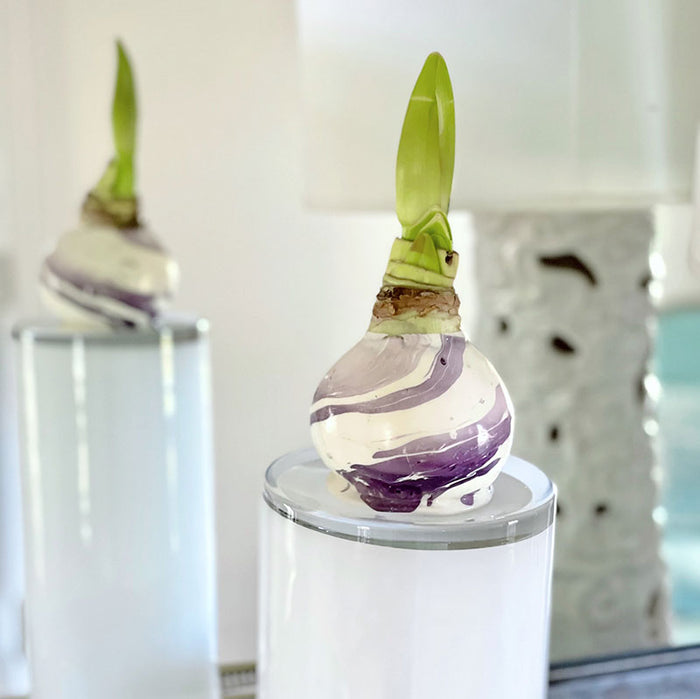 Marbled Lilac Swirl Waxed Amaryllis Bulb with sovereign blooms