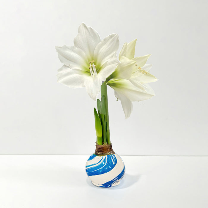Marbled Wax Amaryllis Bulb‎ with white blooms