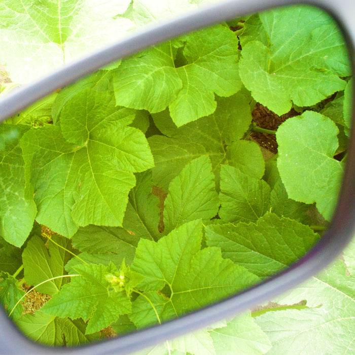 Method Seven Agent 939 FX Grow Glasses
