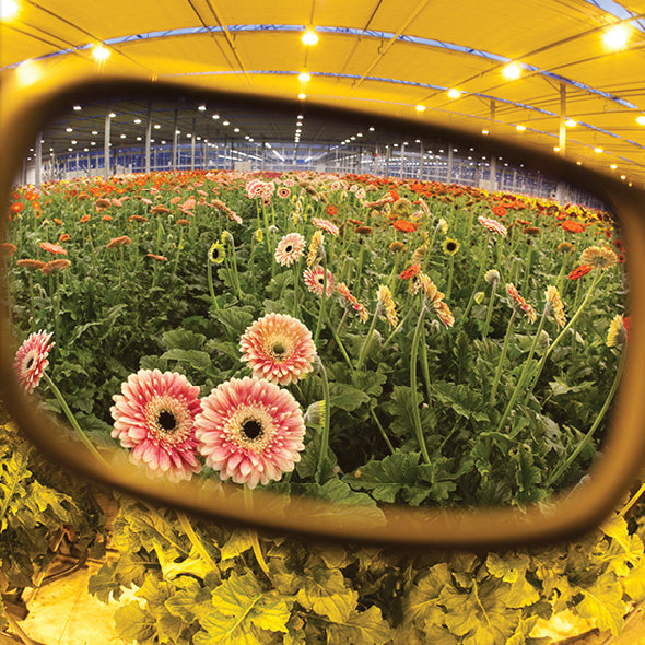 Method Seven Citadel HPS Plus Grow Glasses