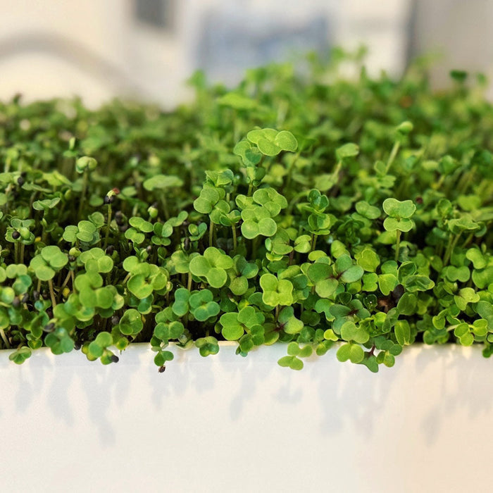 Microgreens Growing Kit