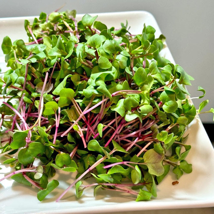 Microgreens Growing Kit