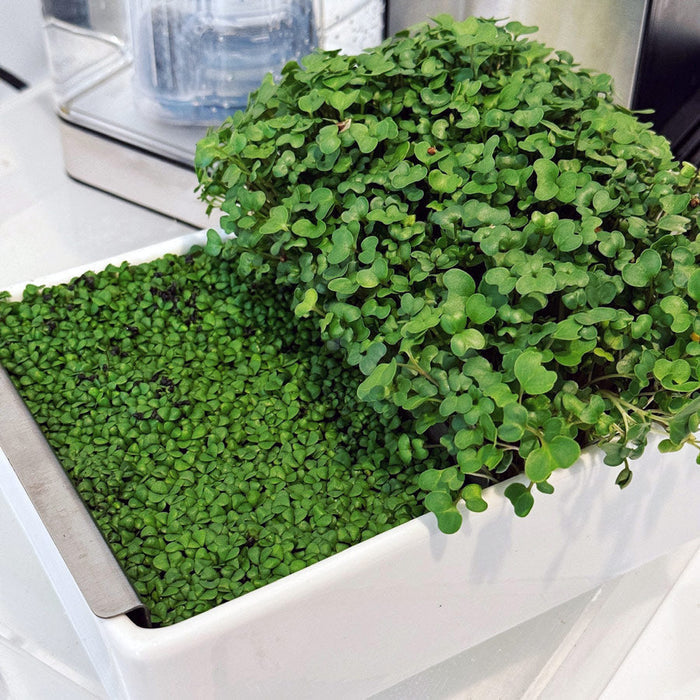 Microgreens Kit