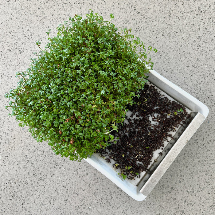 Microgreens Kit
