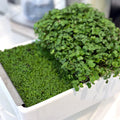 Microgreens Kit