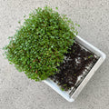 Microgreens Starter Kit