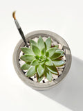 Mini Mod Succulent Desktop Plant Collection