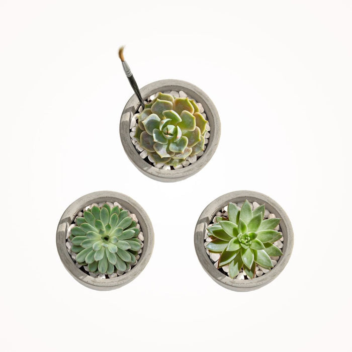 Mini Mod Succulent Desktop Plant Collection