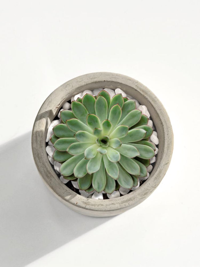Mini Mod Succulent Desktop Plant Collection