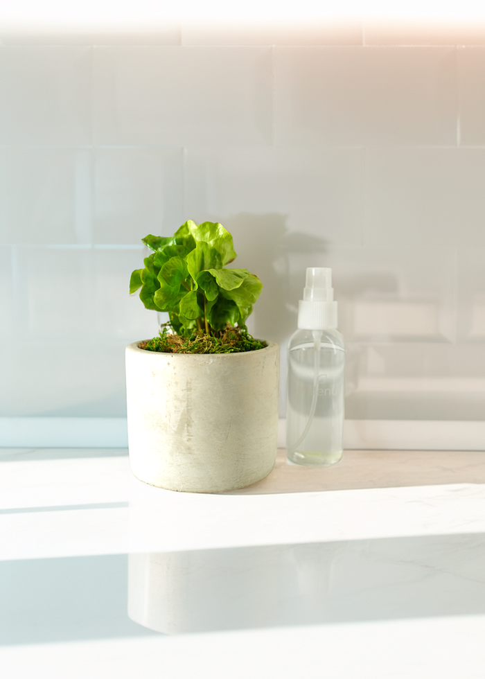 Mini Modern Tropical Desktop Plant Collection