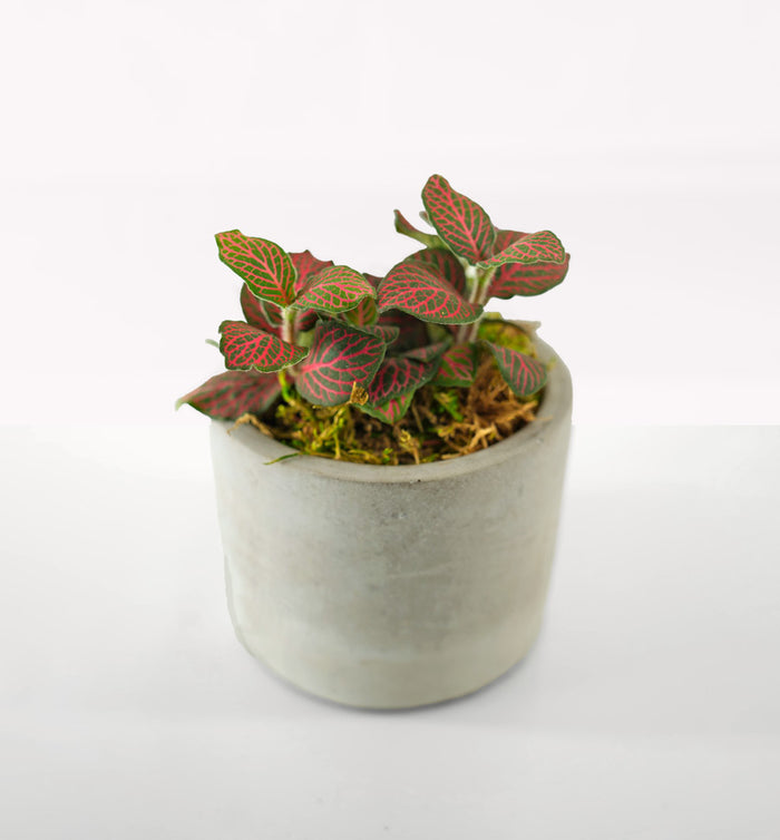 Mini Modern Tropical Desktop Plant Collection