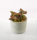 Mini Modern Tropical Desktop Plant Collection