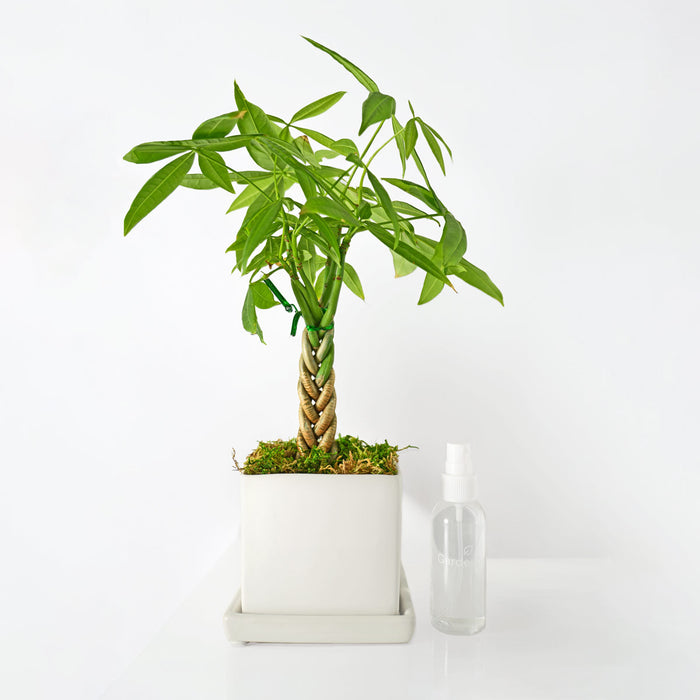 Mini Money Tree Desktop Plant‎ for growing good fortune