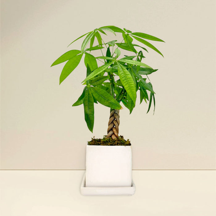 Mini Money Tree Desktop Plant‎ for growing good fortune