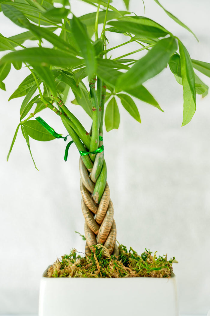 Mini Money Tree Desktop Plant‎ for growing good fortune