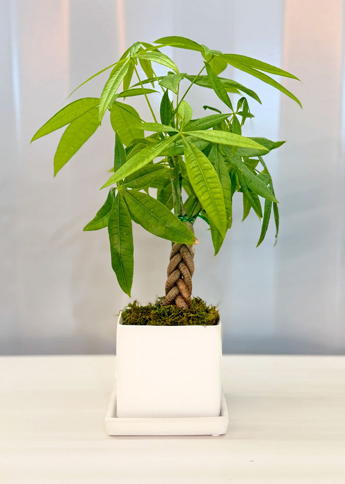 Mini Money Tree Desktop Plant‎ for growing good fortune