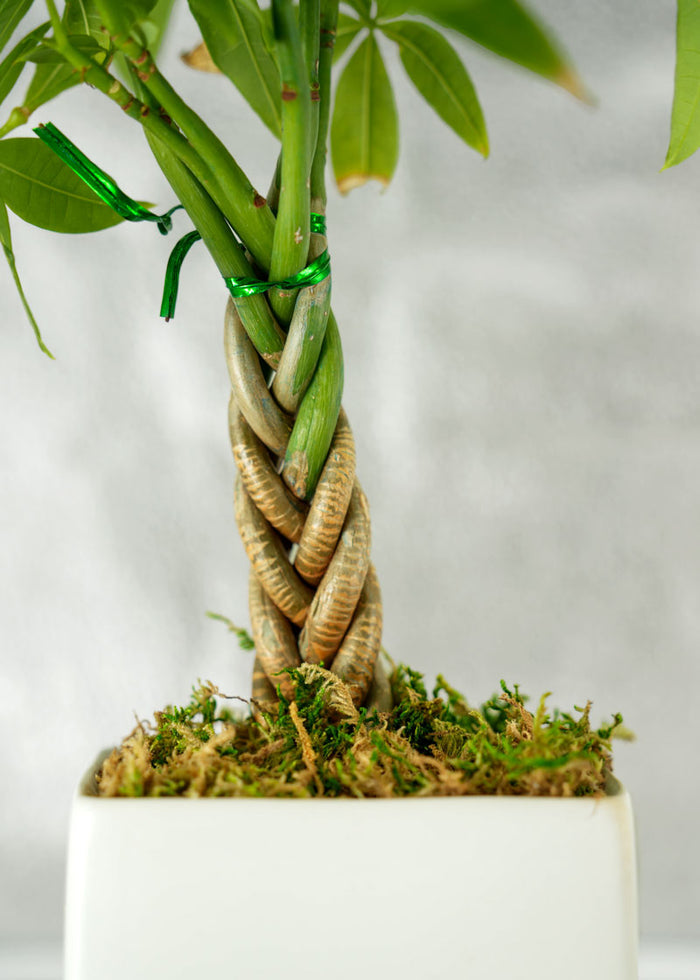 Mini Money Tree Desktop Plant‎ for growing good fortune