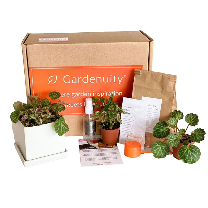 Mini Tropical Indoor Garden‎ in white ceramic planter