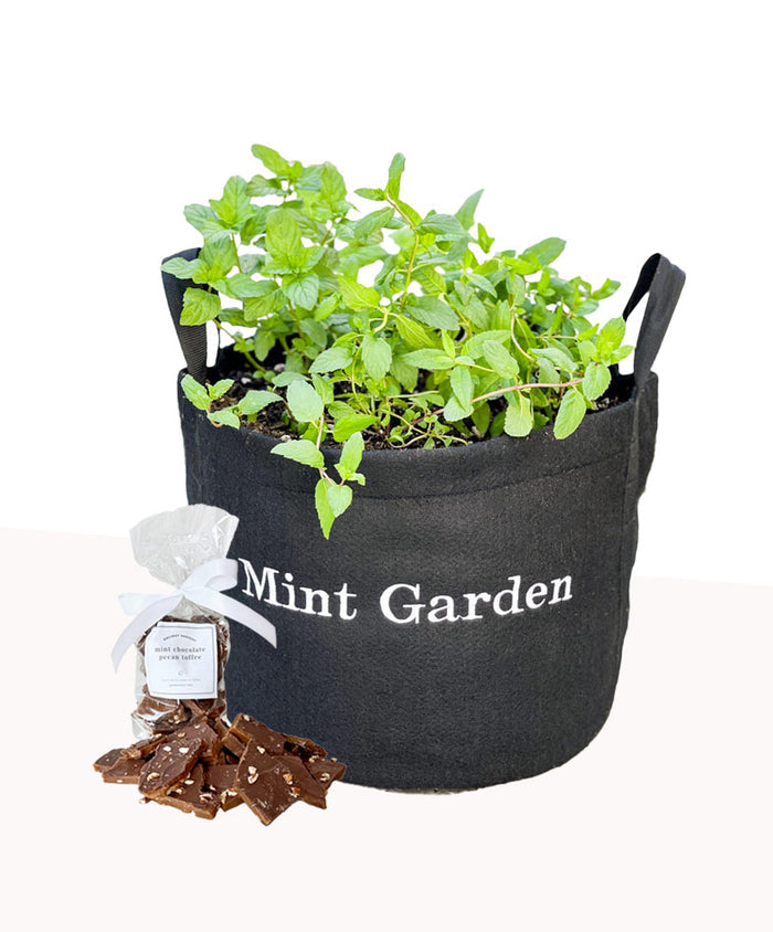 Mint Garden Gift Set‎ with mint chocolate pecan toffee