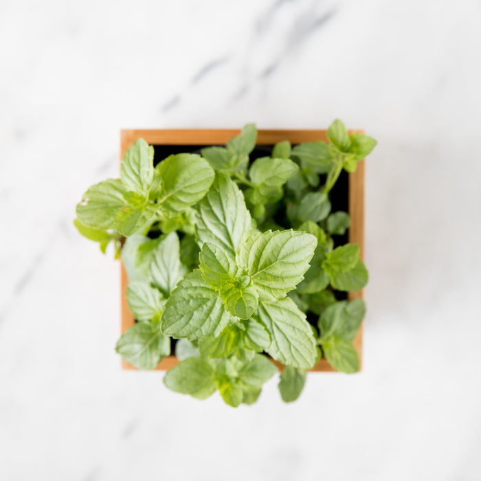 Mint Herb Garden Plant Collection