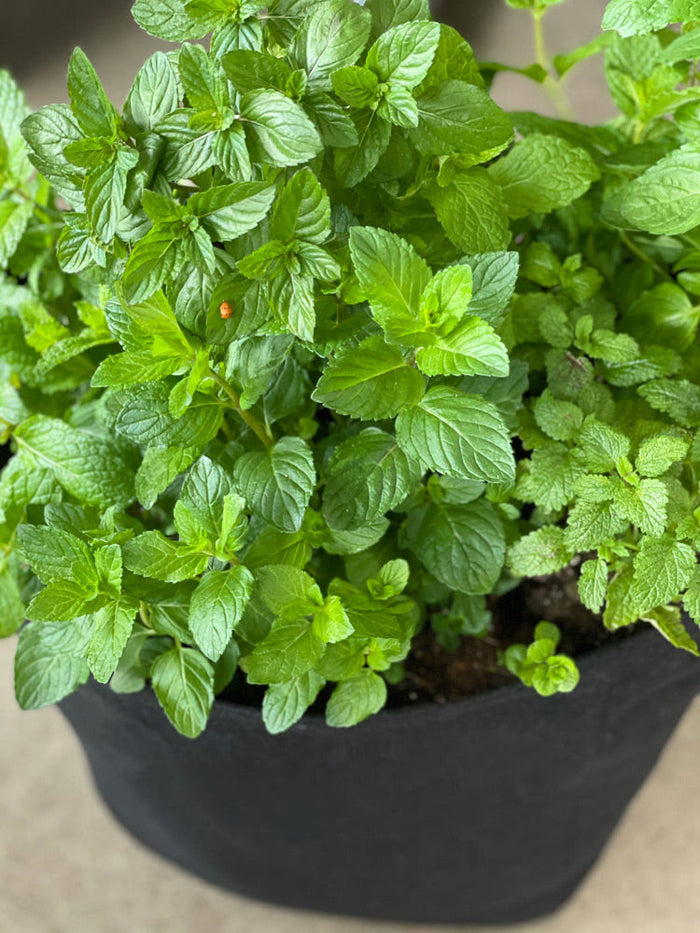 Mint Herb Garden Plant Collection
